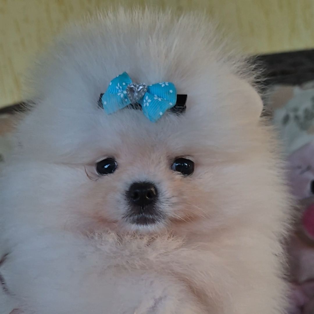 Cassy, Spitz Alemão disponível no Canil Krusemark