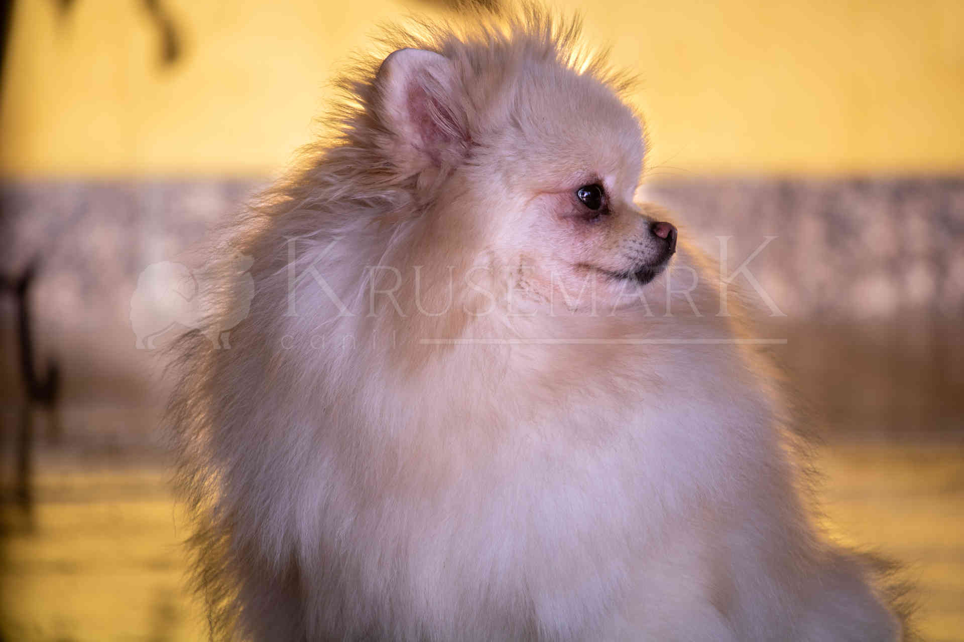 Spitz Alemão em um registro do cotidiano do Canil Krusemark 1
